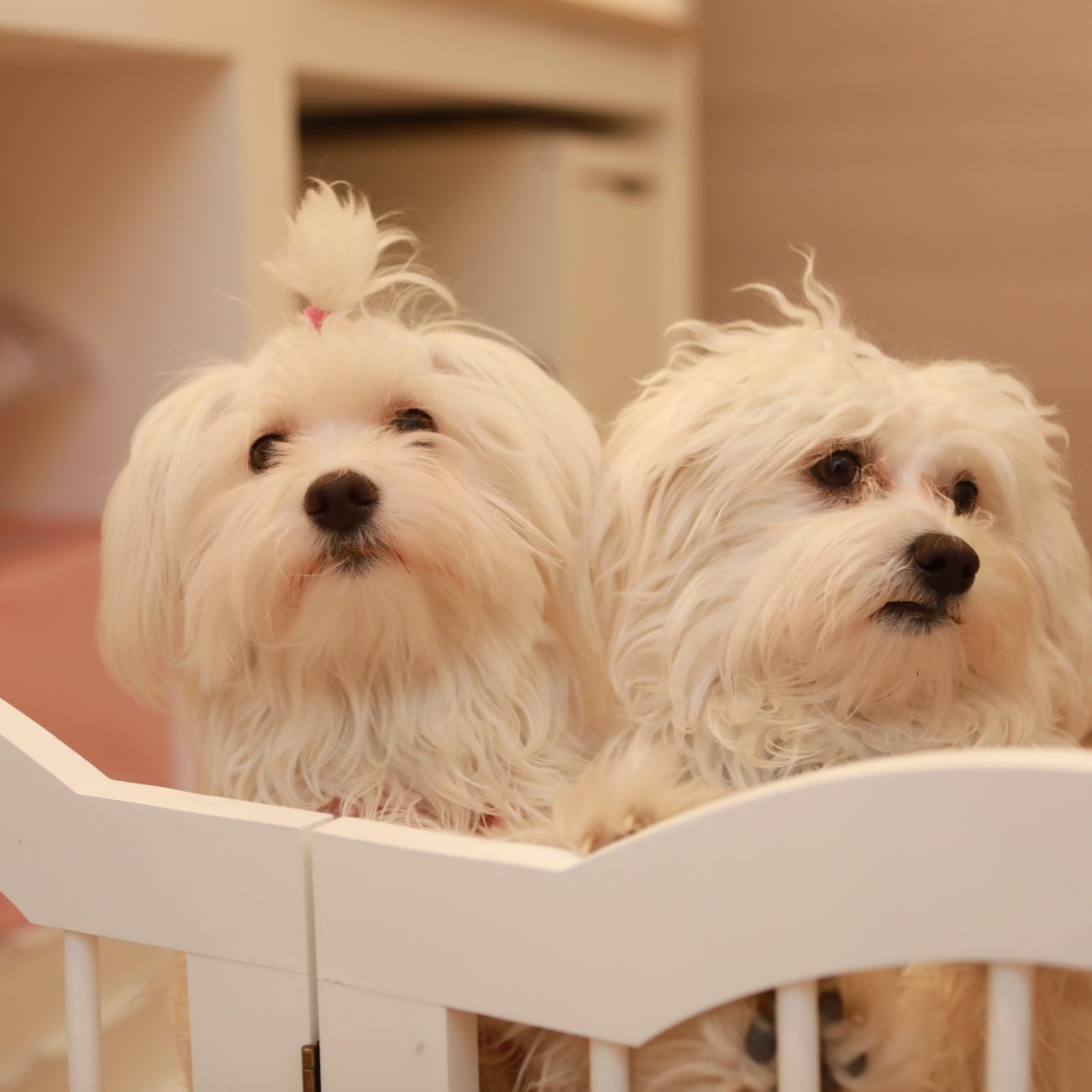 Zwei kleine weiße Hunde in der Boutique